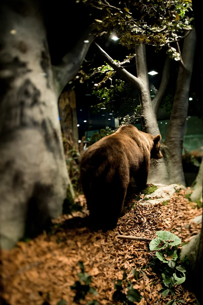 Austellungsdesign Imagebild Schlossmuseum Natur